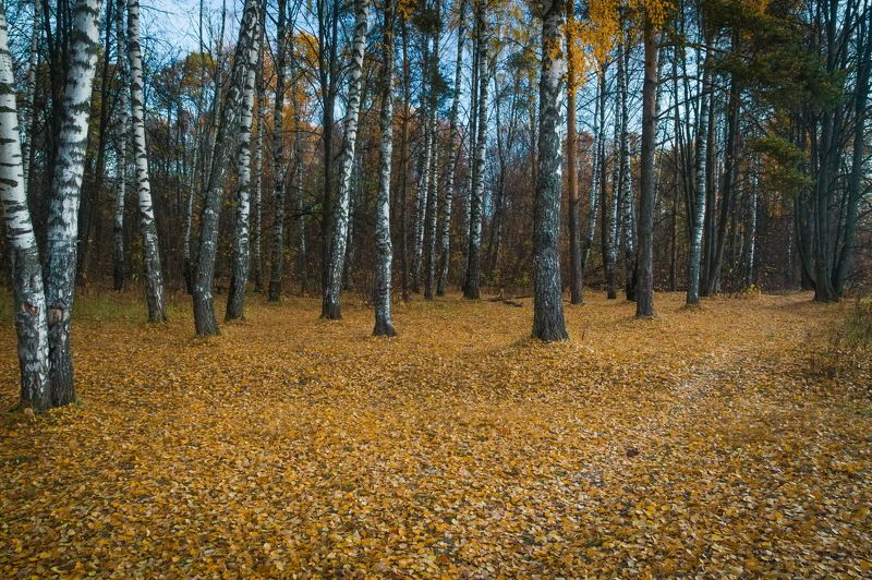 Молчаливый лес фото превью