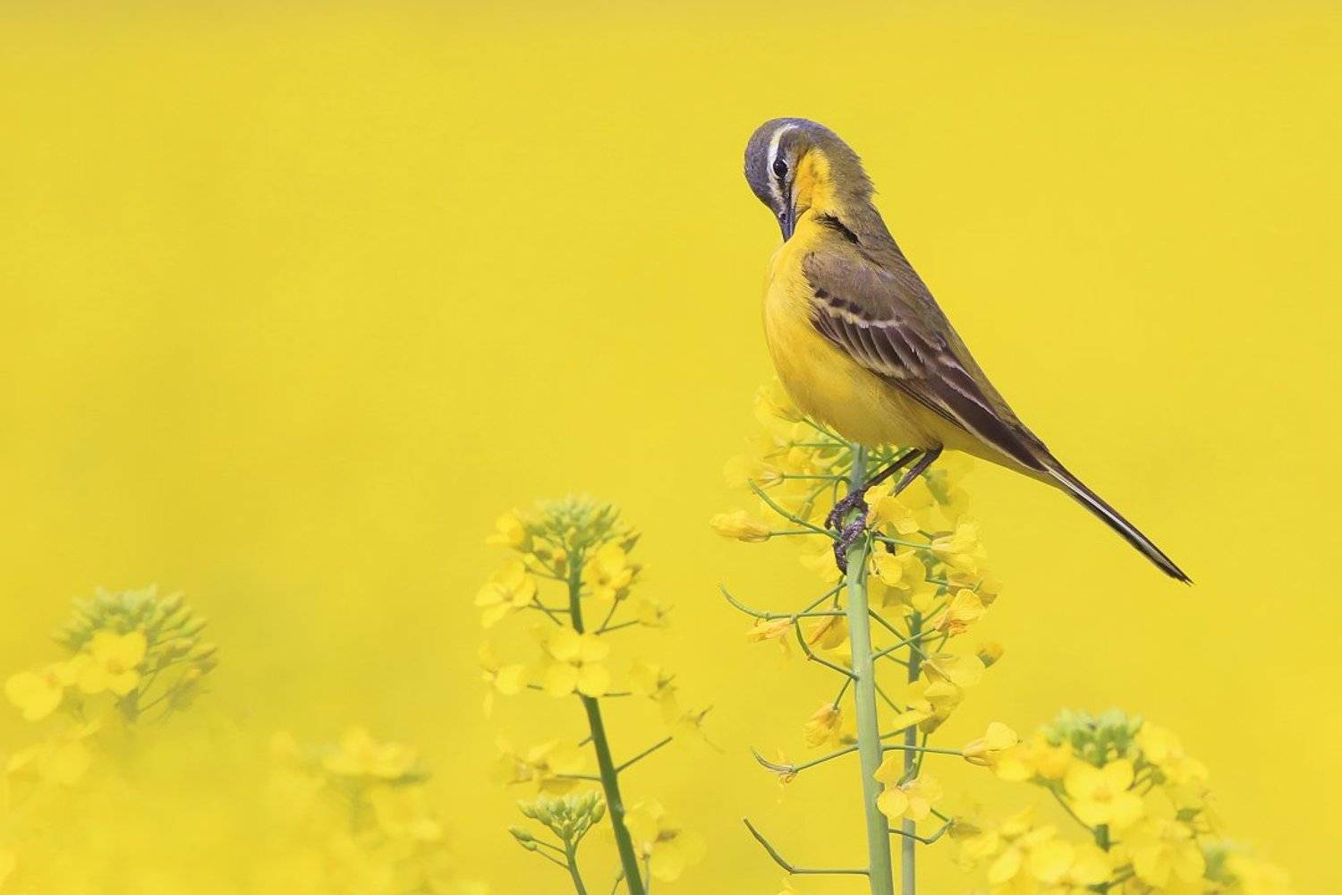 bird,yellow,wildlife,nature,color,beautiful,scene,fields,scenery,spring,wild,beauty,sunny,birds,natural, Piotr G&oacute;rny