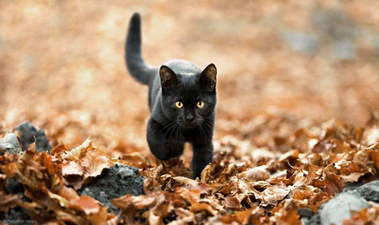 cat, Полюшко Сергей