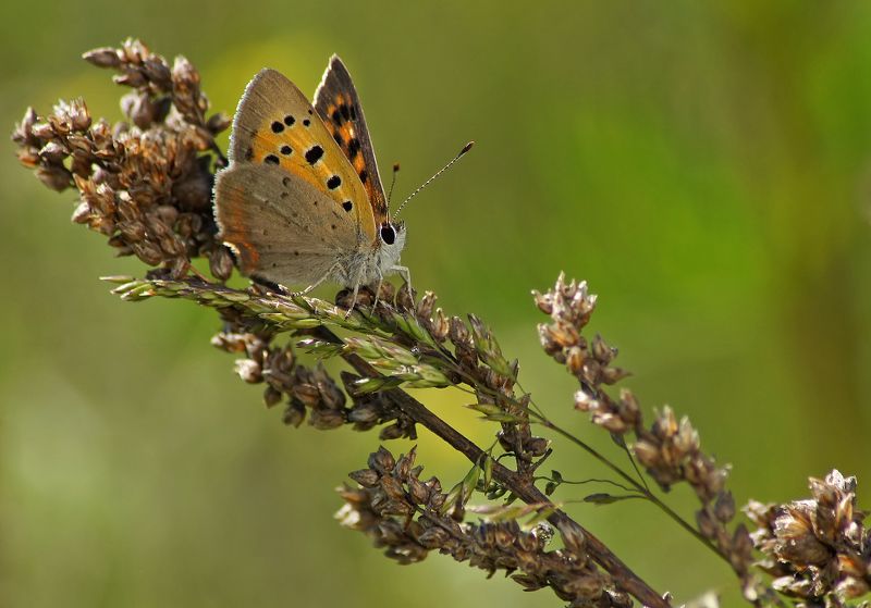 *** фото превью