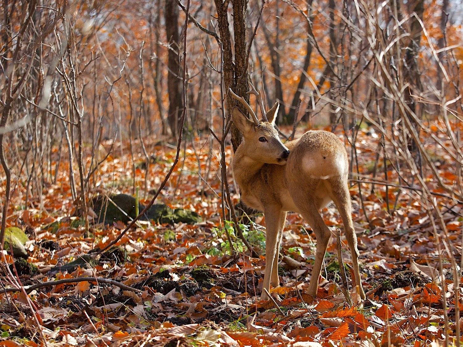 осень,приморье,листва,шуршит,тёплая осень, Мазурин Евгений