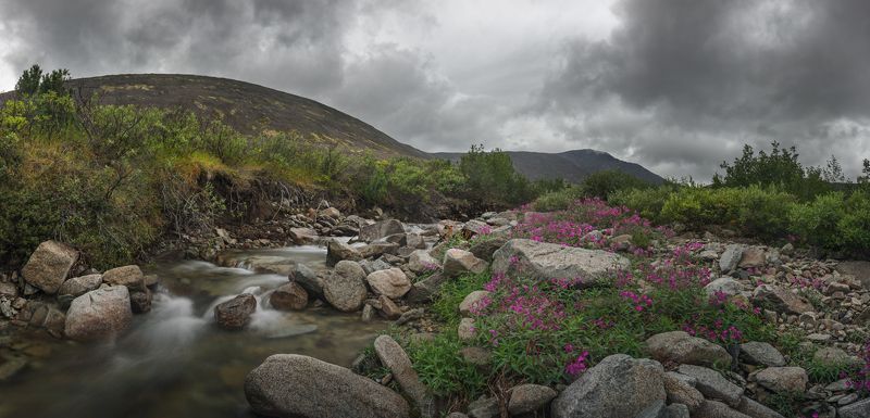Иван-чай на берегу ручья. фото превью