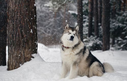 Снежная ванна