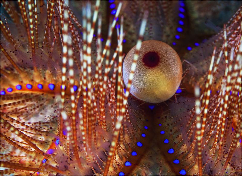 филиппины, морской еж, макро ежкин кот фото превью