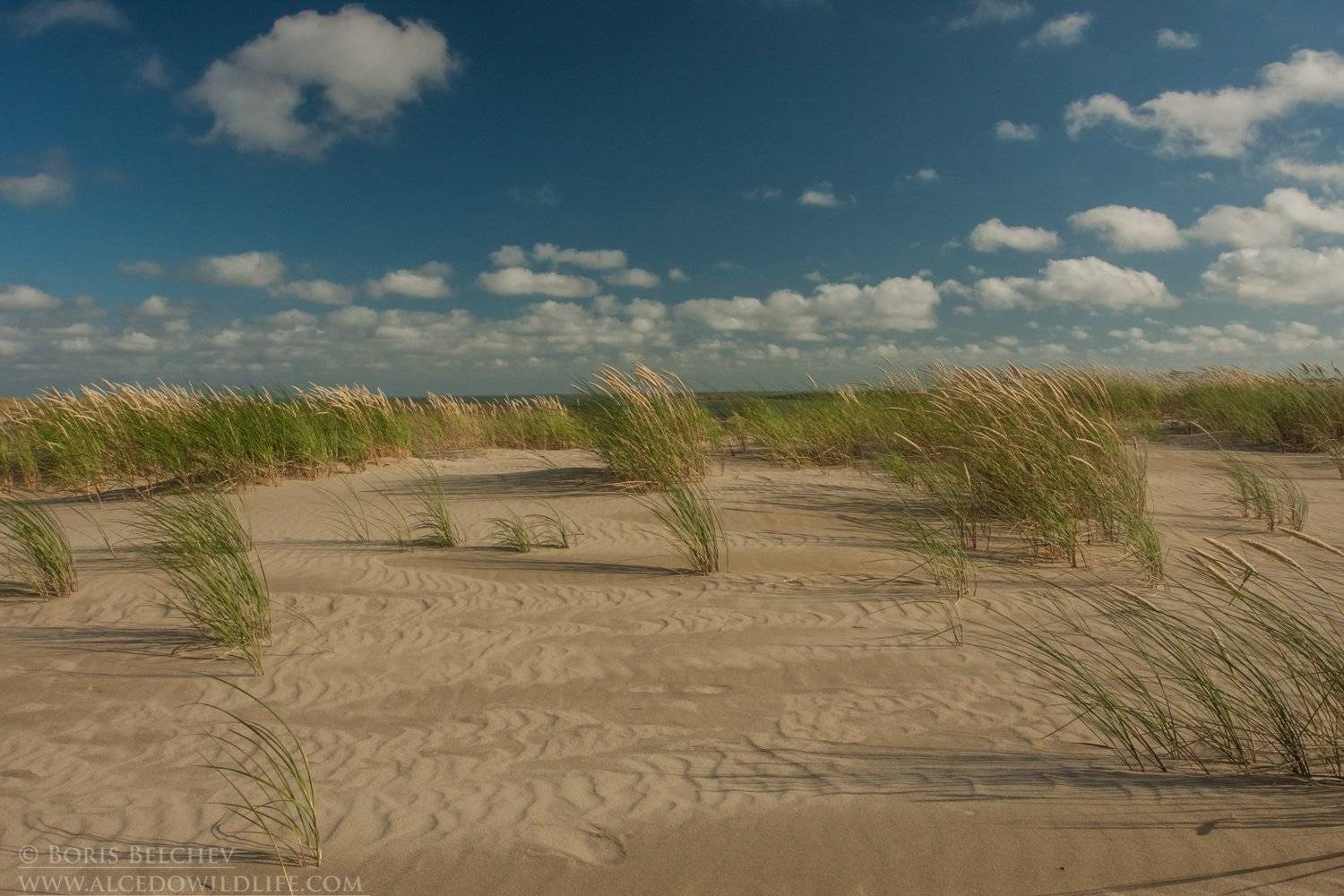 , Борис Белчев