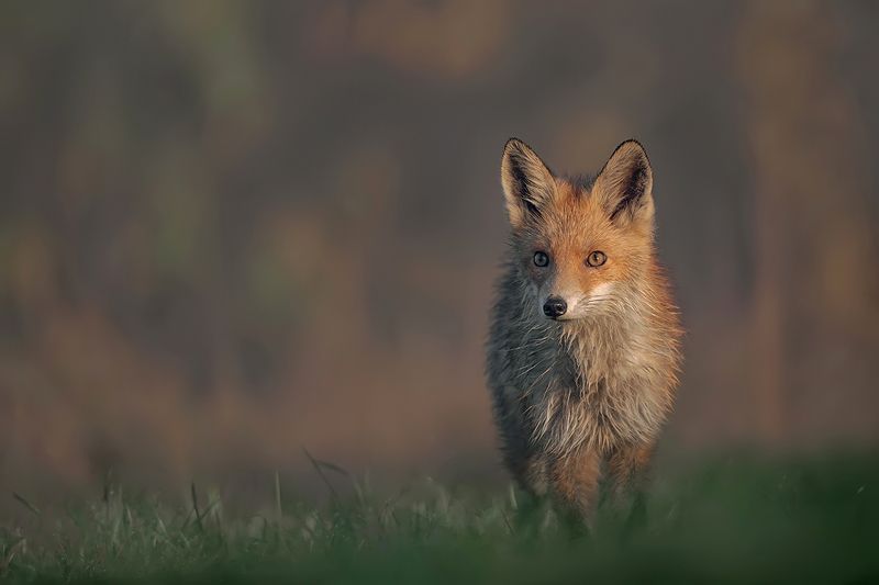 Lis фото превью