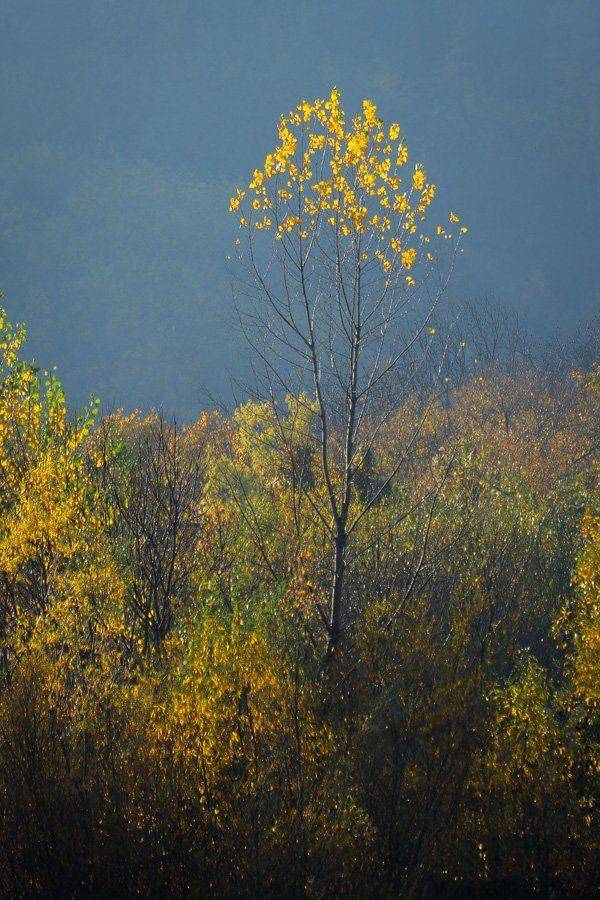 , Stefan Chirobocea