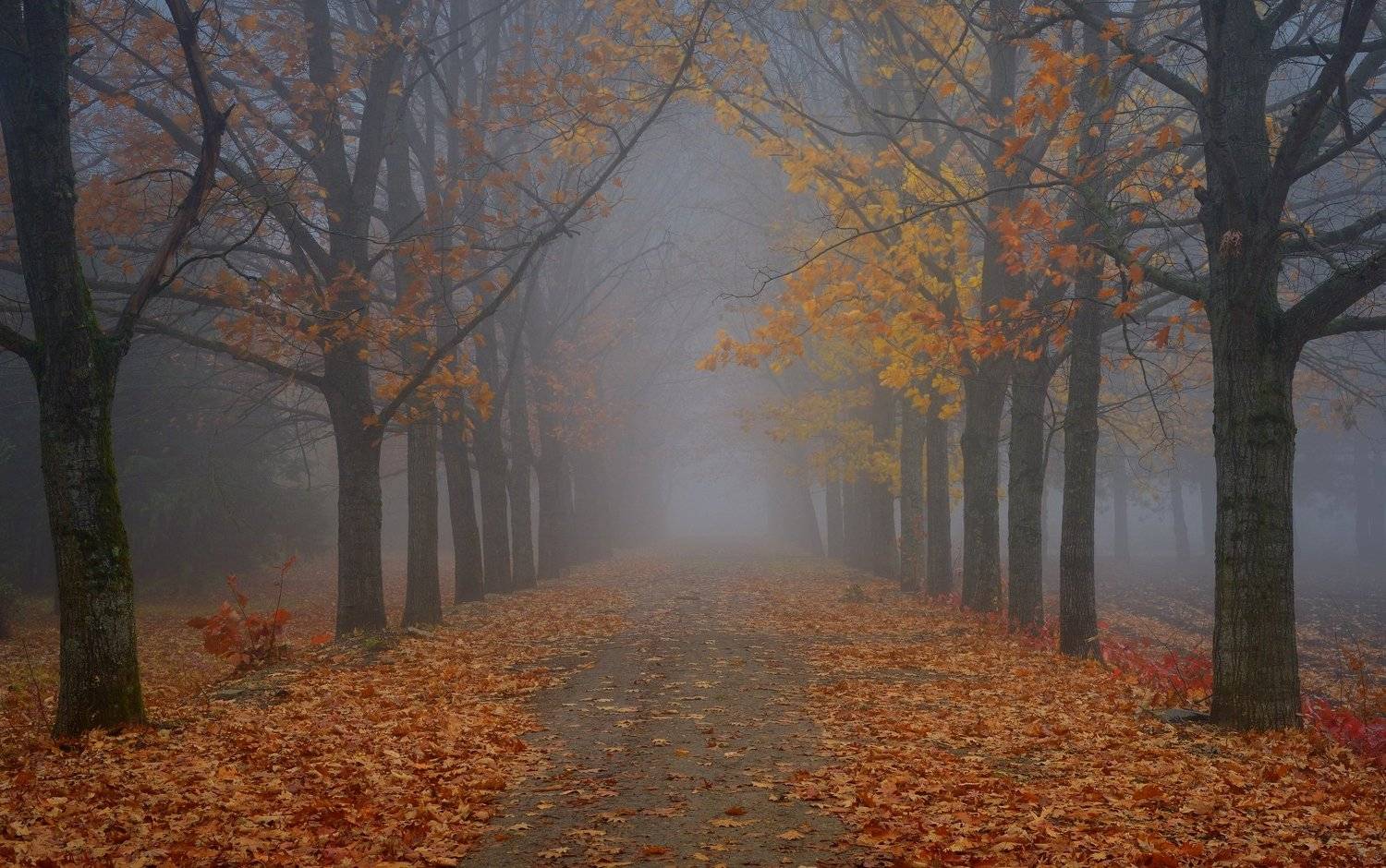 осень туман аллея, Александр Жарников