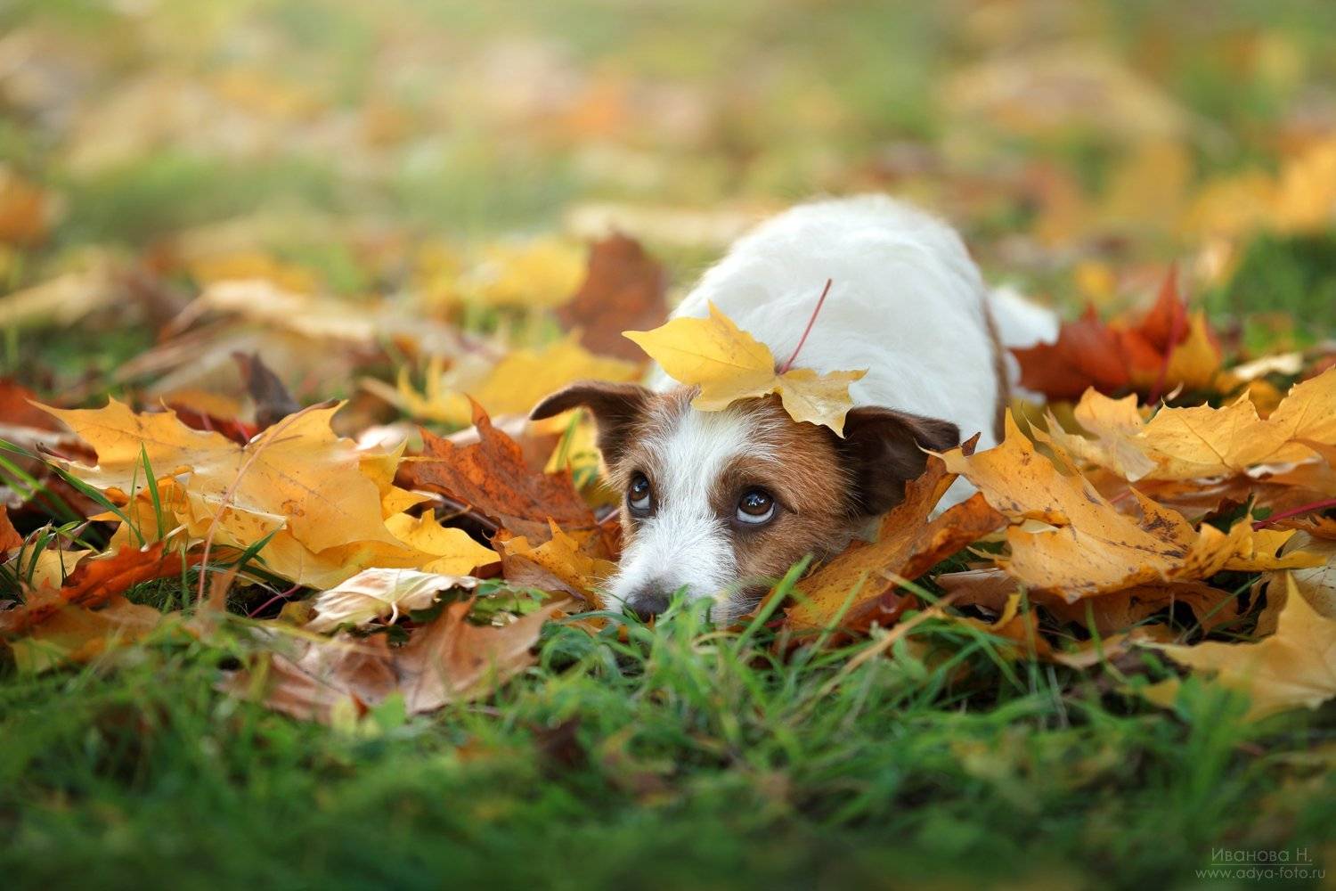 , Надежда Иванова
