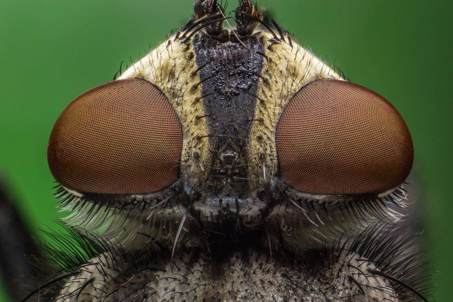 пришелец, инопланетянин, макро, глаза, сетка., Сергей Жуковский