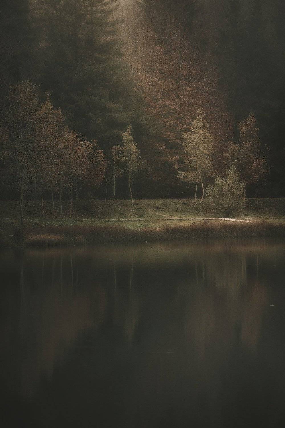 lake  light foliage, Silvano Sil Passalacqua