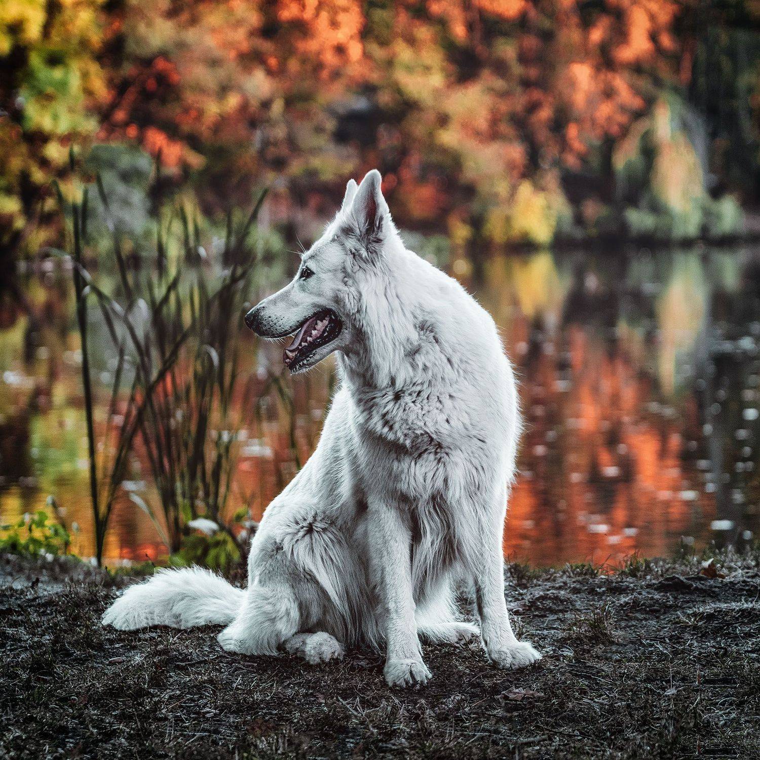 , Piotr Ryba Rybicki