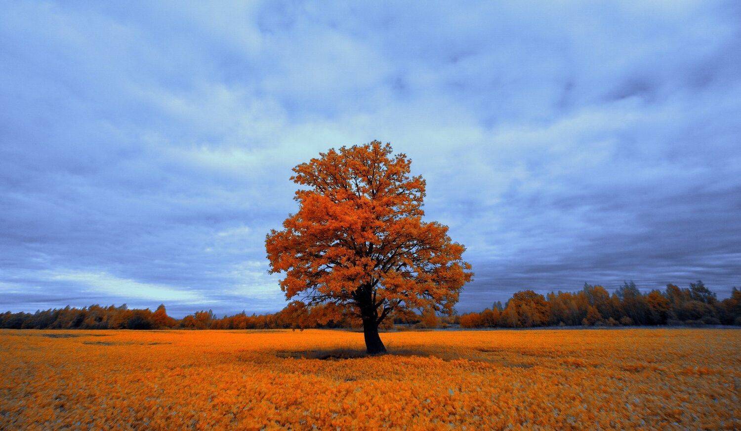 infrared,ик-фото,инфракрасное фото,инфракрасная фотография,пейзаж,природа,беларусь,осень, Sixten ( Сергей )