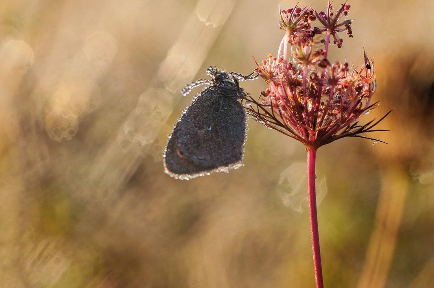 , Светлана Щемелева