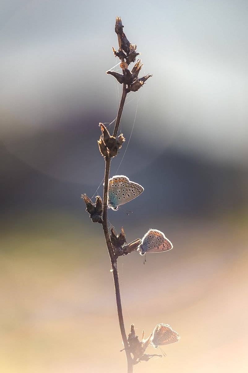 природа, макро, насекомые, бабочки, голубянки, Александр Земляной