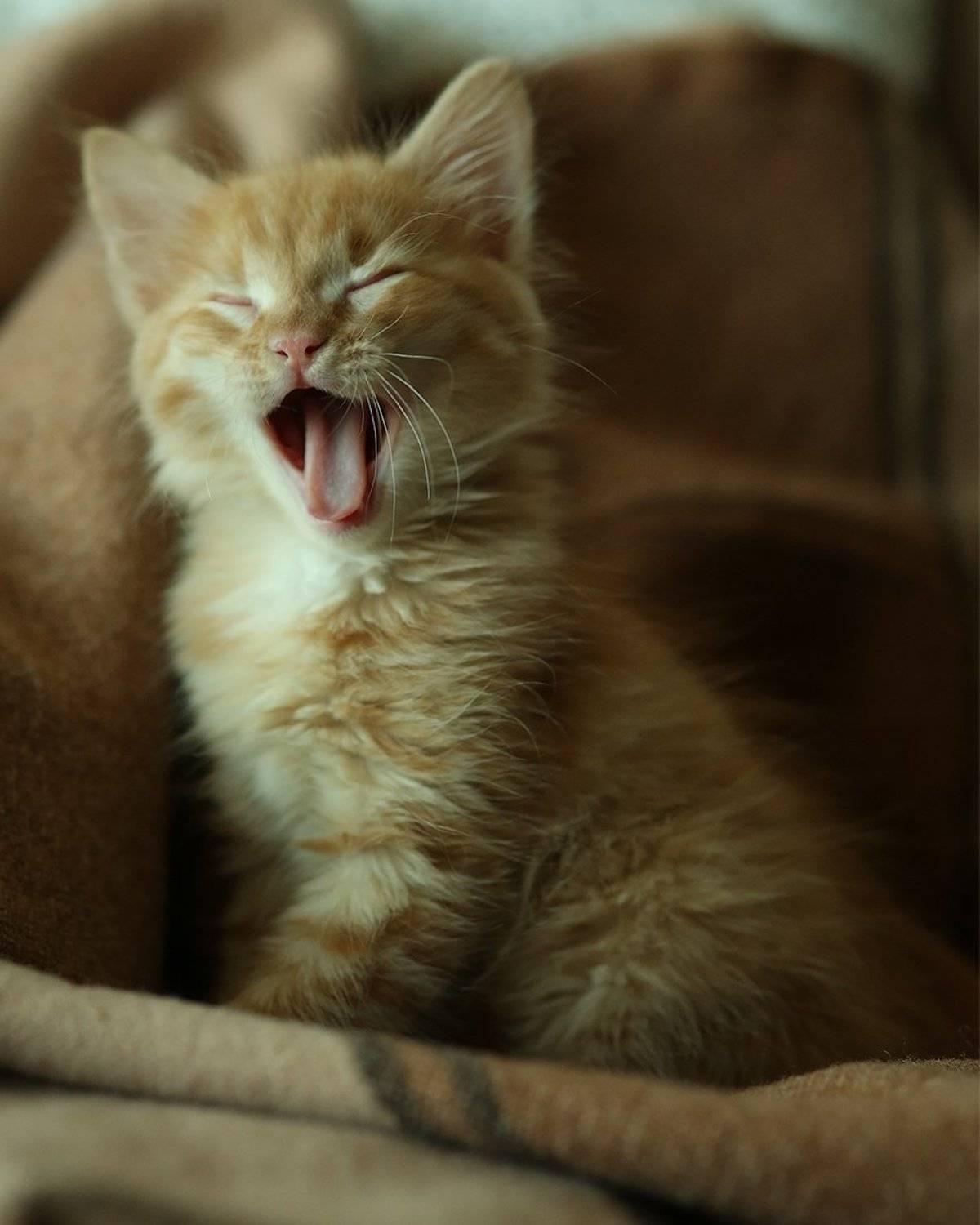 спать, хочу, зевает, котенок милый, котенок, Дарья Комарова