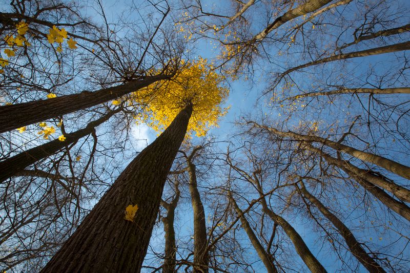один среди своих фото превью