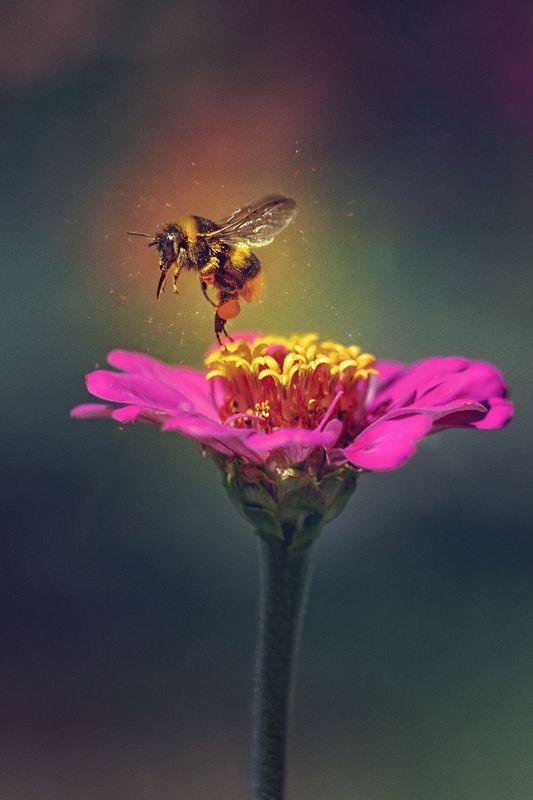 moment, момент, beautiful, красивый, wildlife, живая, nature, природа,  macro, макро,  manual lens, мануальная оптика, helios-44m, magic, волшебство, flower, цветок, pink, розовый,  wildlife, живая, insect, насекомое, bumblebee, шмель, Шмелиная радость :) фото превью