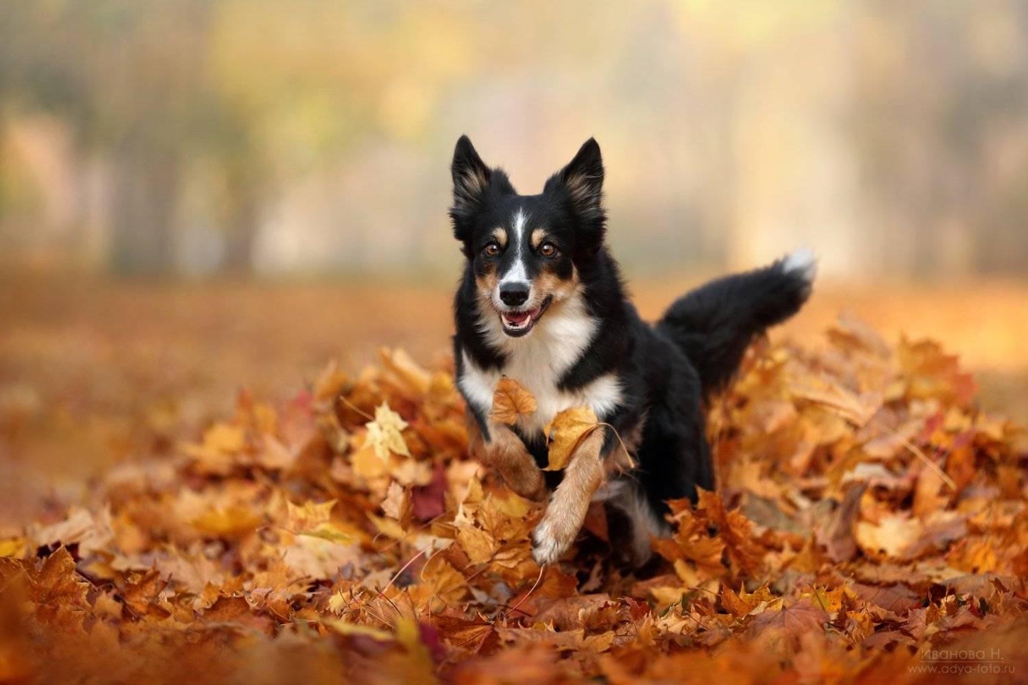 , Надежда Иванова