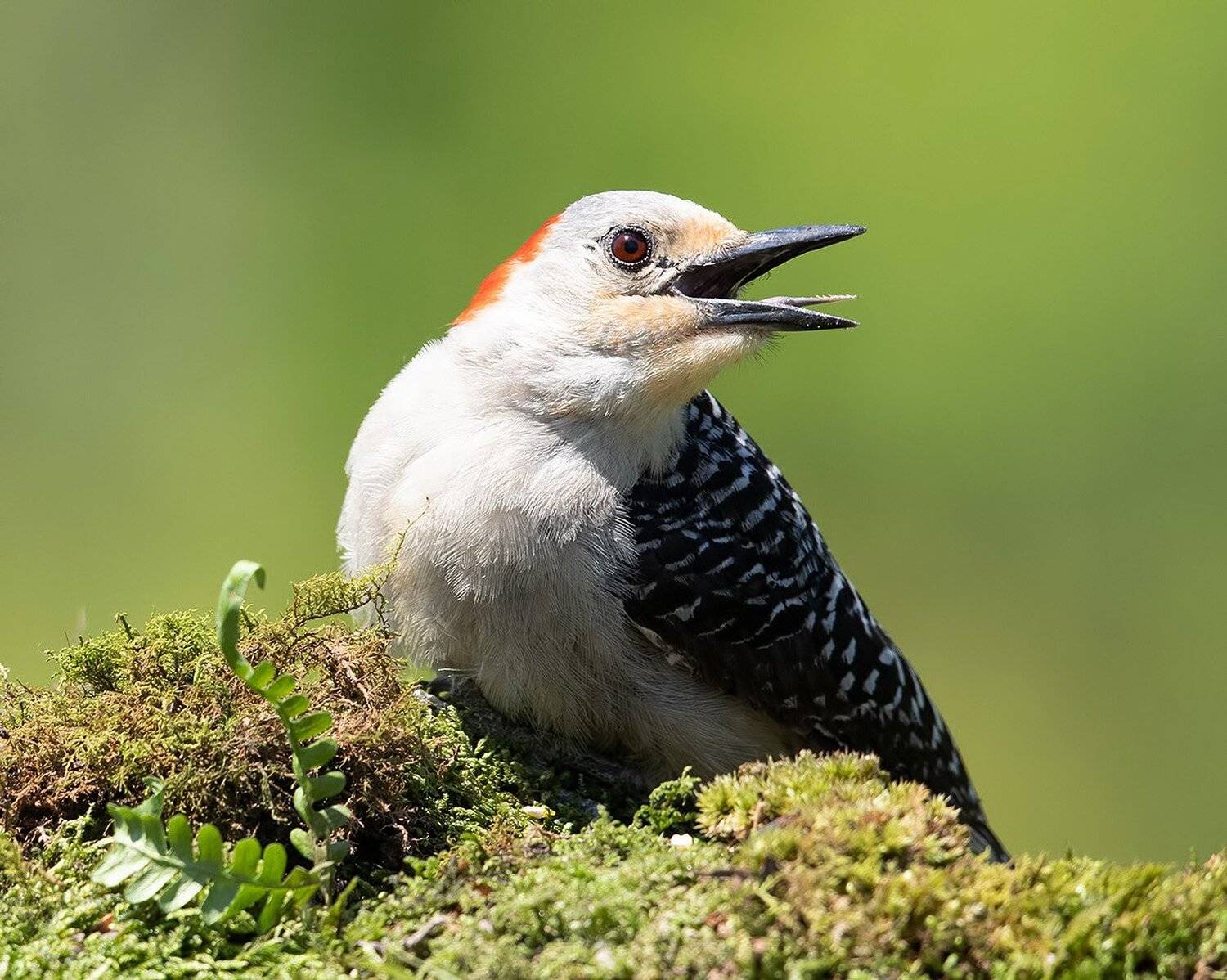 дятел, каролинский меланерпес, red-bellied woodpecker, woodpecker, Elizabeth Etkind