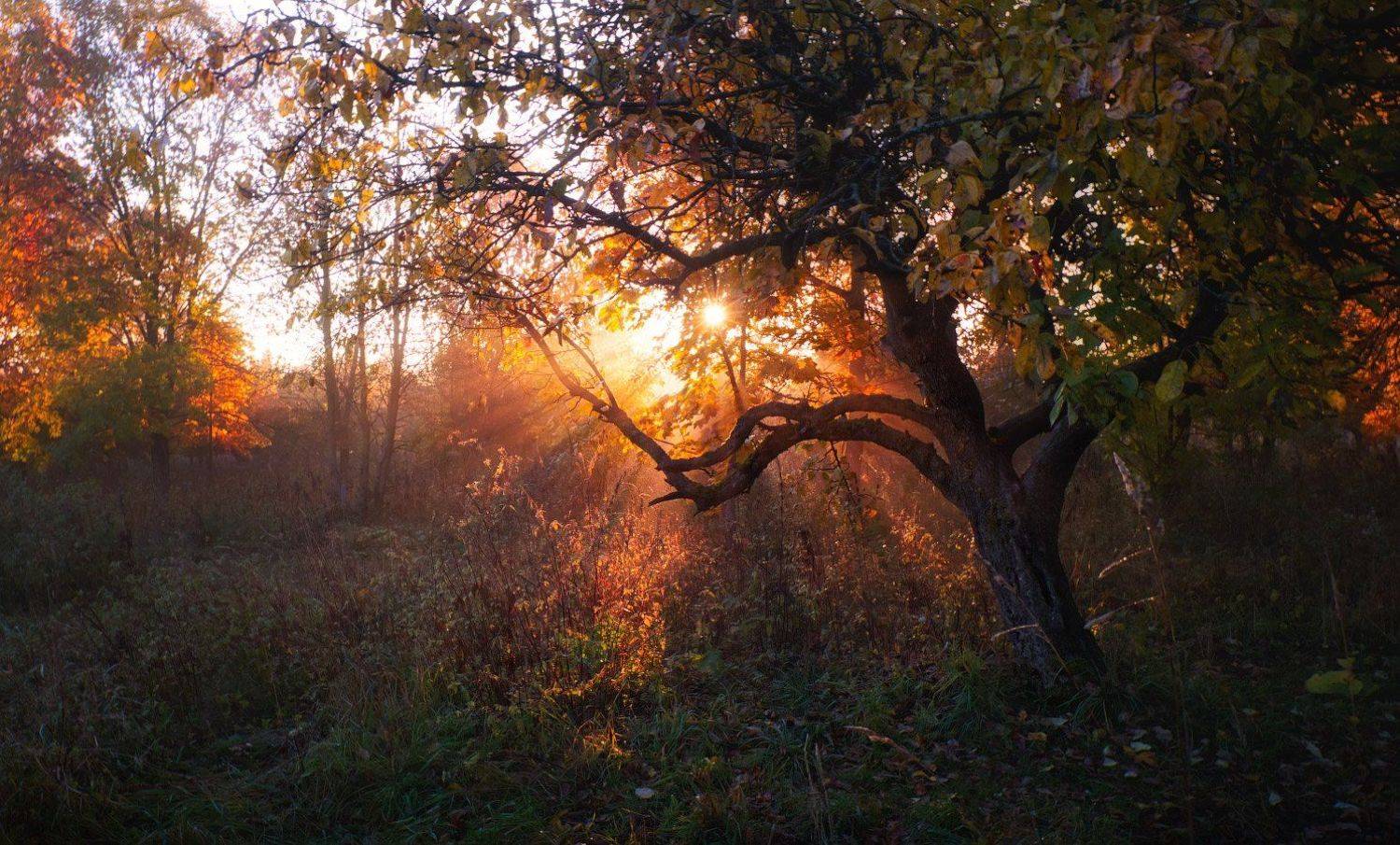 утро, осень, дымка,, Сергей Шабуневич