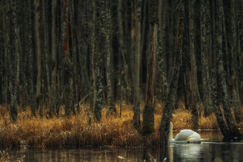 Hide-and-seek фото превью