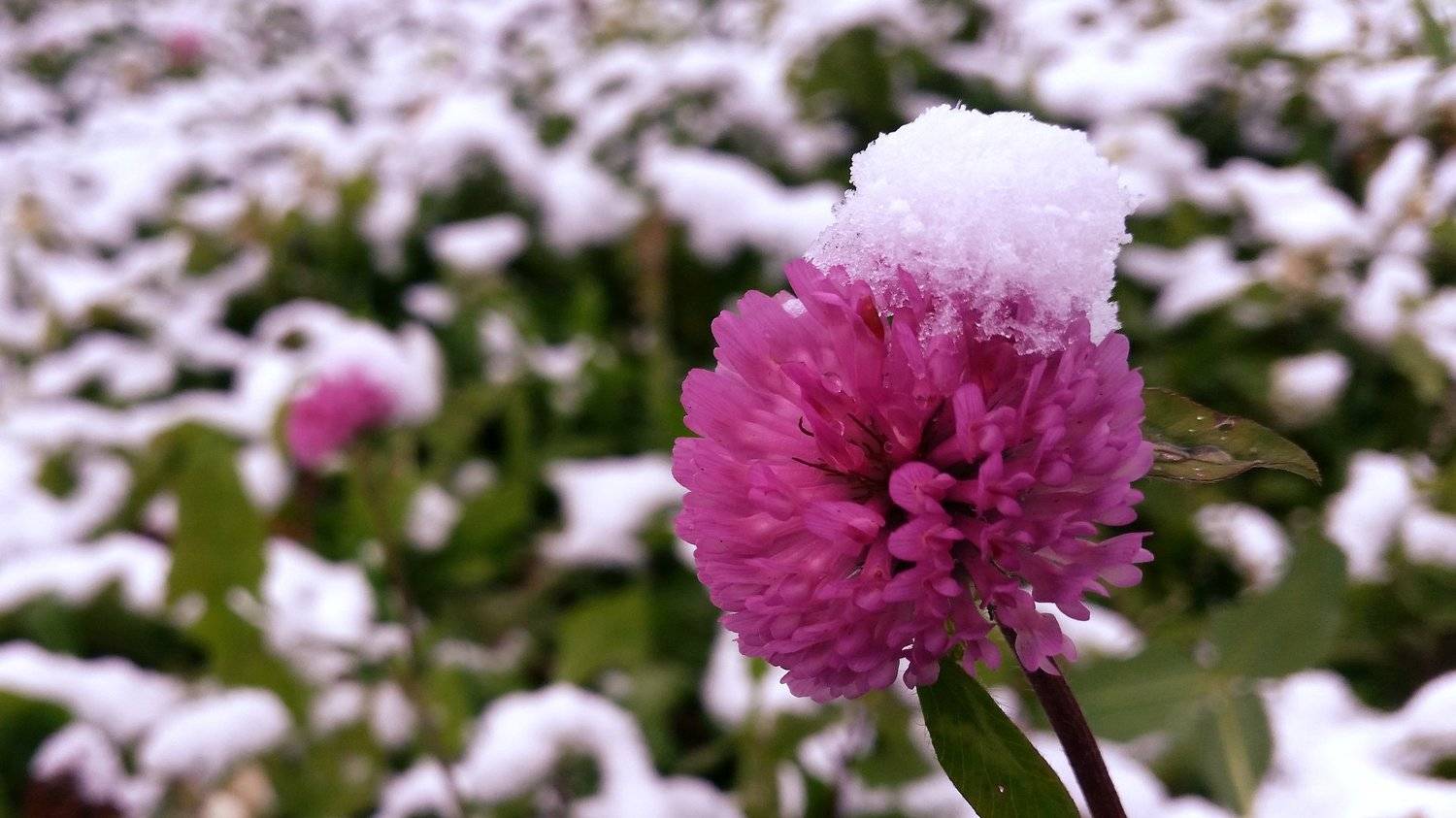 , Артем Картавцов