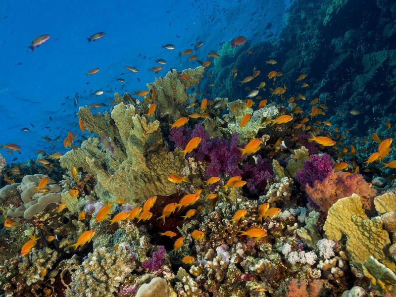 Portfolio Samples фото превью