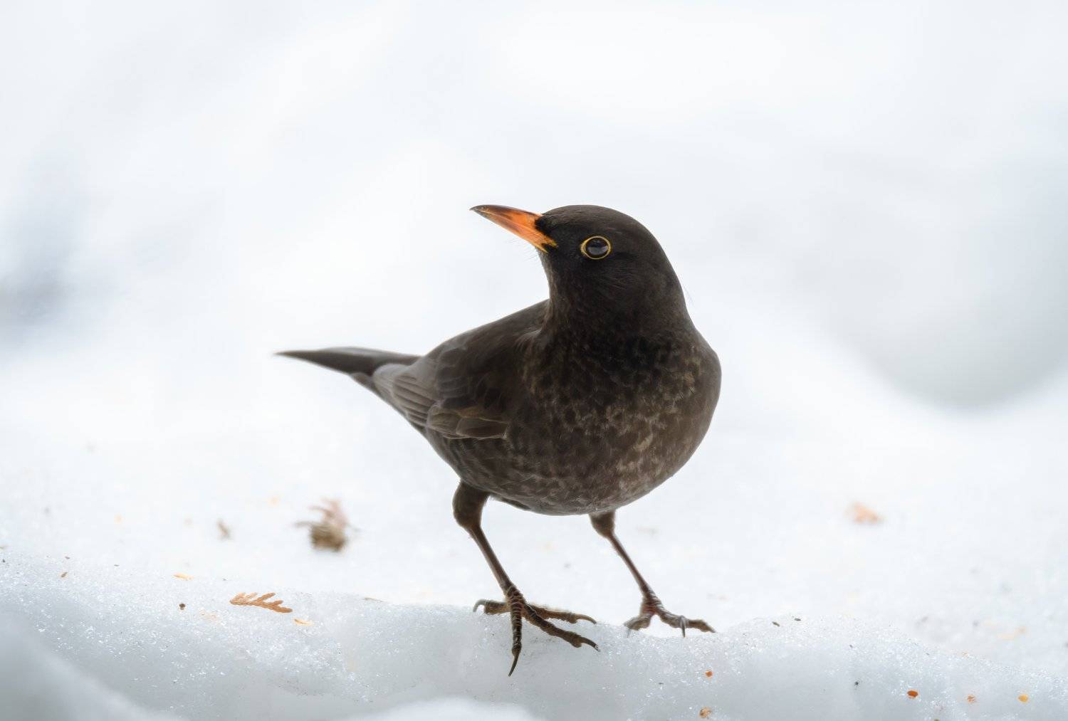 чёрный дрозд, птица, снег, птица на снегу, предвестник весны, весна, март, холод, мороз, чёрная птица, гбс, главный ботанический сад, москва, природа столицы, природа москвы, птицы россии, turdus merula, самец дрозда, дрозд, оранжевый клюв, чёрный, белый, Ксения Соварцева