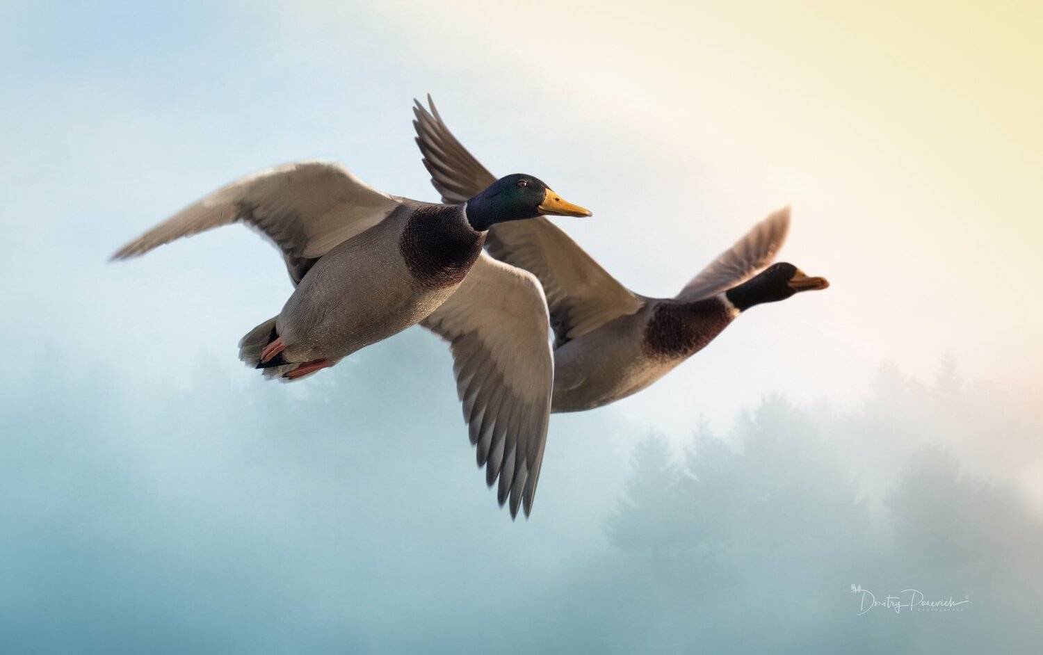 природа, лес, животные, птицы, Дмитрий Посевич