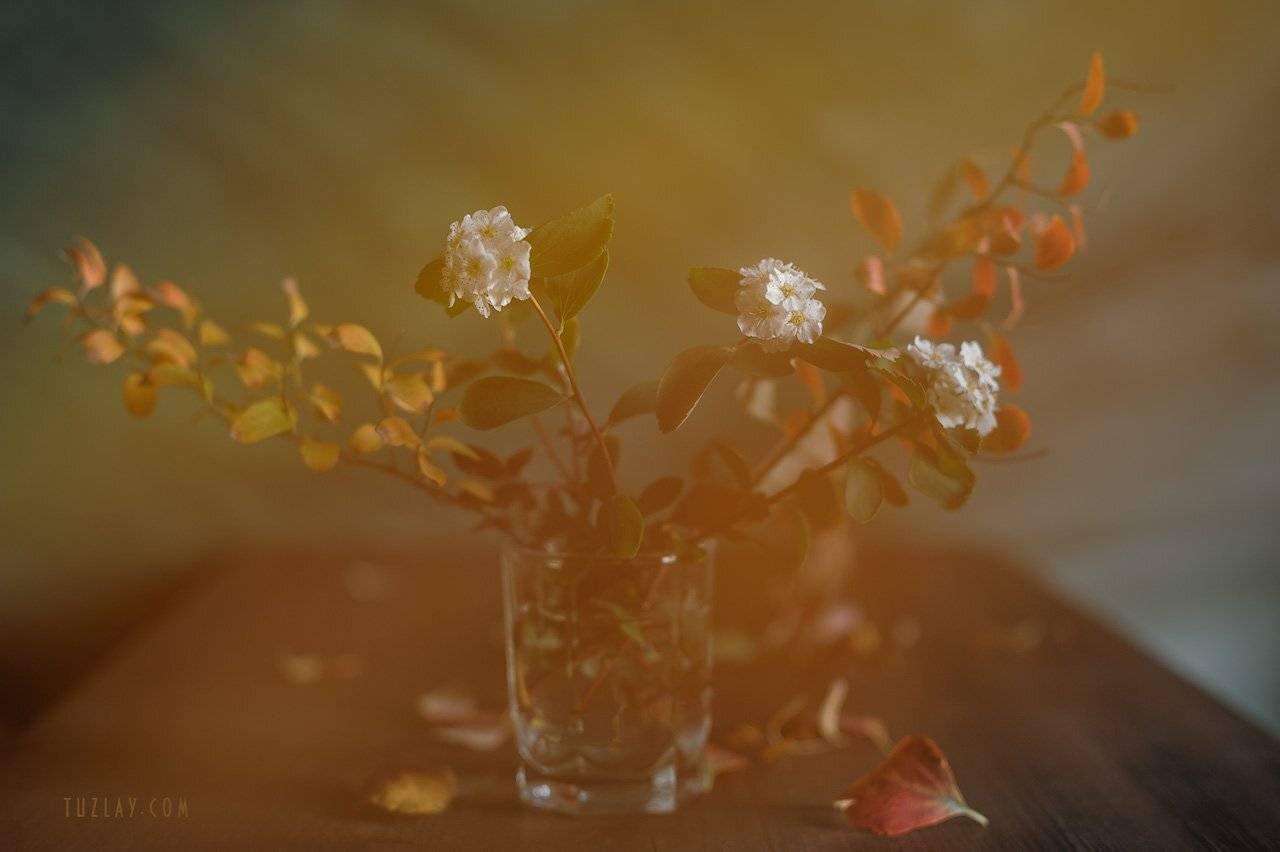 спирея, осень, спирея в ноябре, Владимир Тузлай