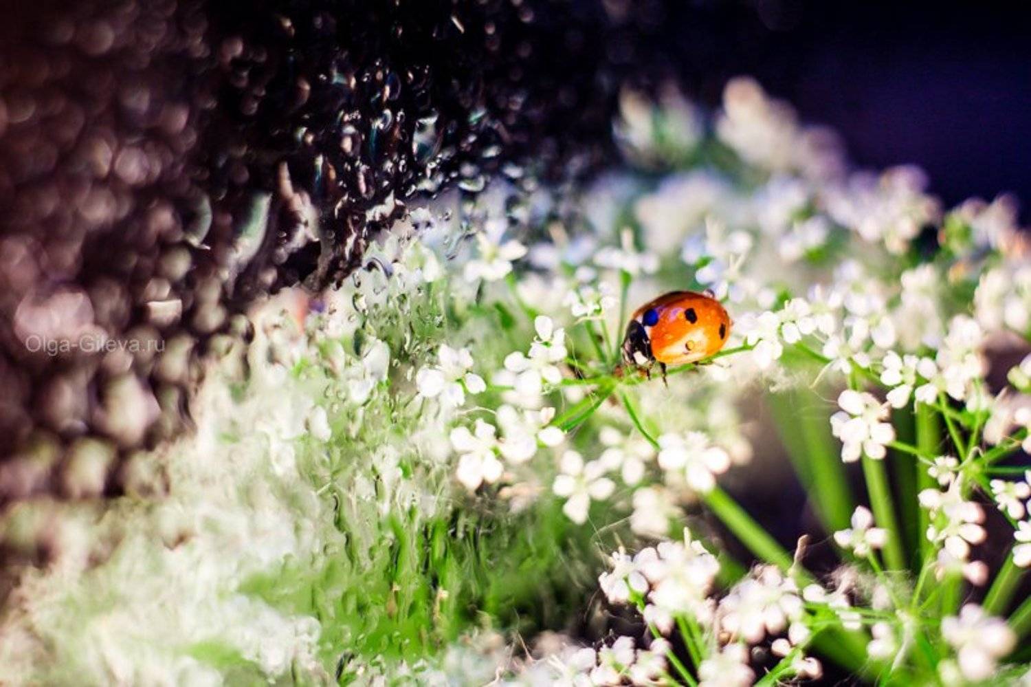 , Гилева Ольга