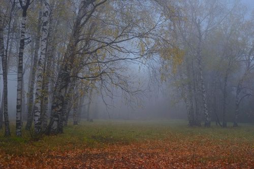 Осеннее утро