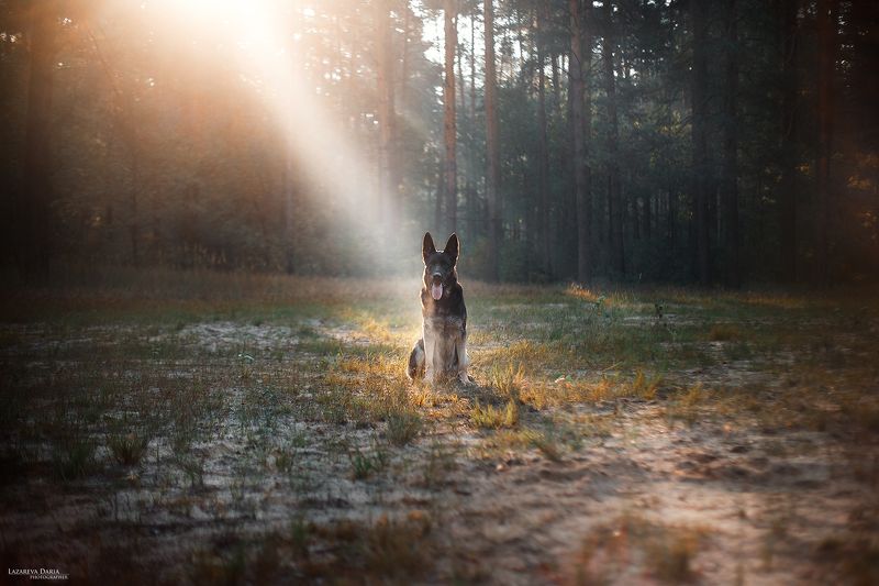 собака, природа, лес, овчарка, девушка, лучи солнца Утро фото превью
