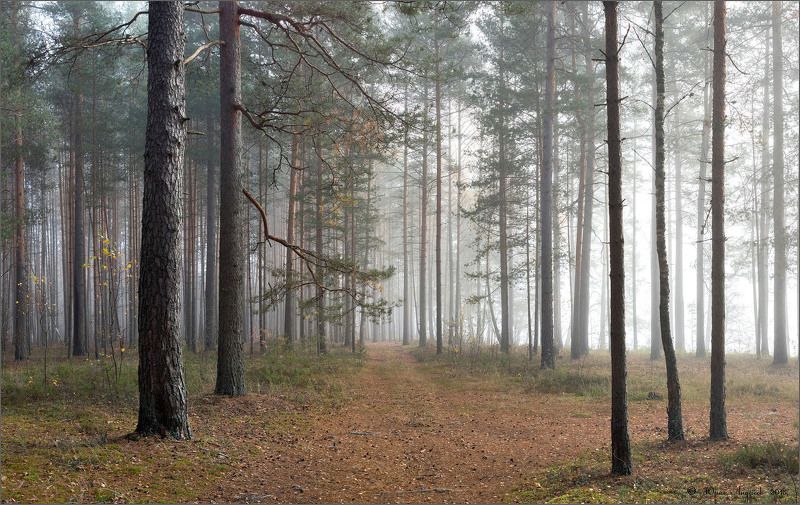 лес туман утро сосны Дорожка в туман фото превью
