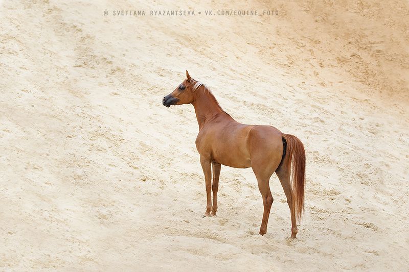 horse, лошадь, лошади, portrait desert фото превью