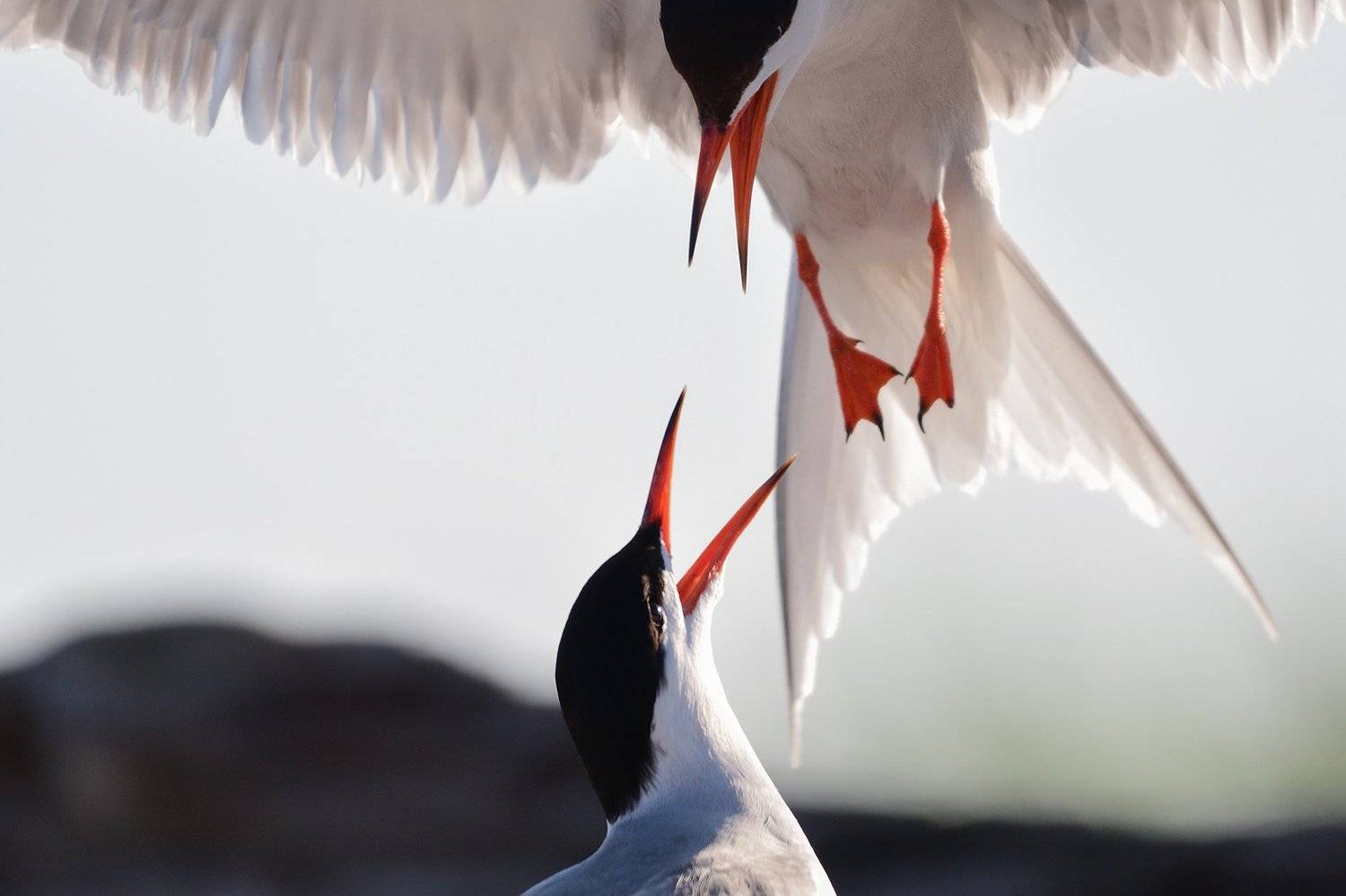 bird, Димитър Русев