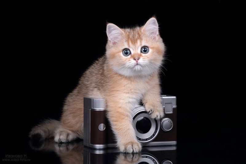 Фотограф фото превью