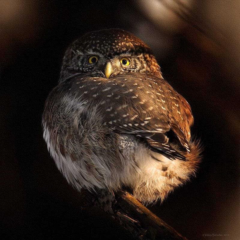 , Валерий Субачев