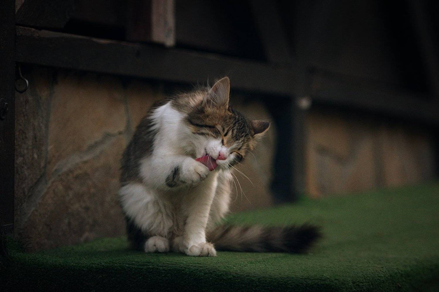 кошечка, улица, Вьюшкин Игорь