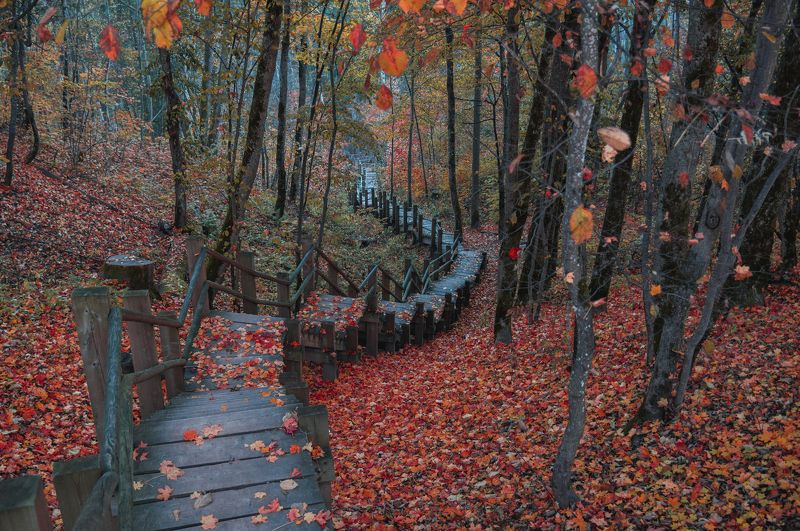 пейзаж осень природа лестница листья природа Тропа через красный лес фото превью