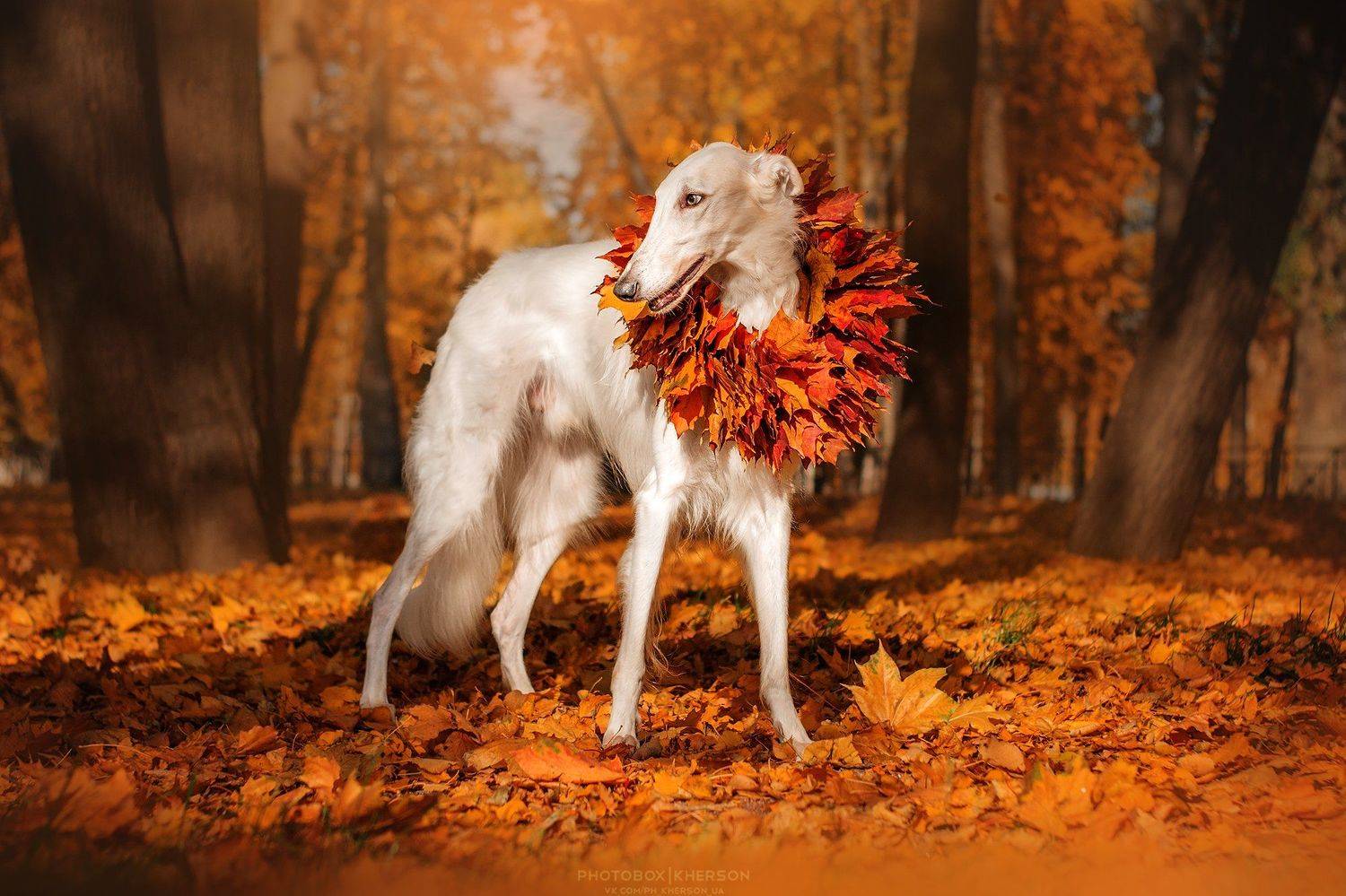 собака, борзая, осень, портрет, Екатерина Кикоть
