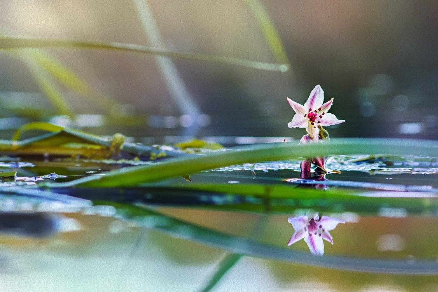 река,вода,деревья,свет,небо, Юрий Котов