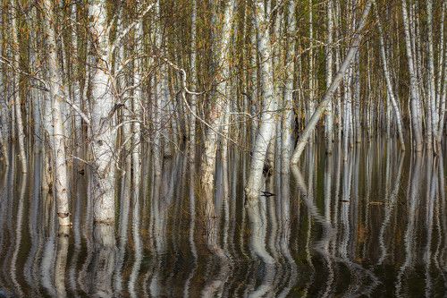 Весенний лес