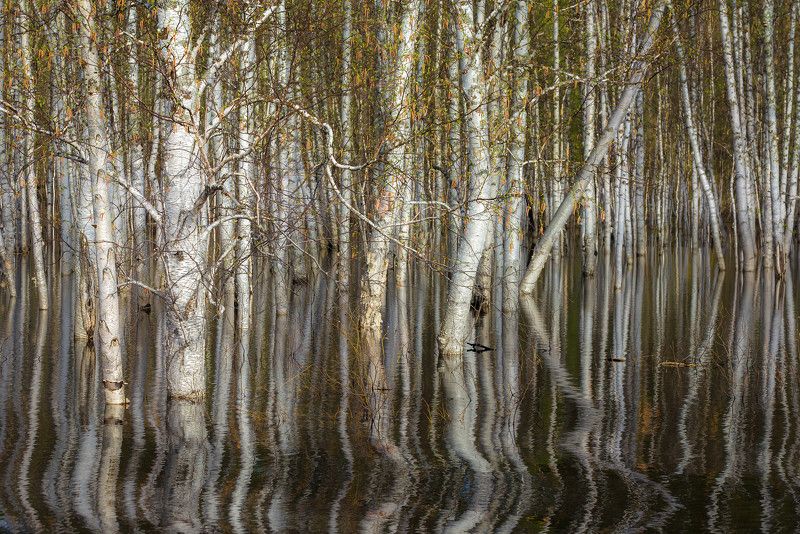 лес, весна Весенний лес фото превью