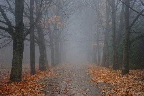 Туманное утро осенью