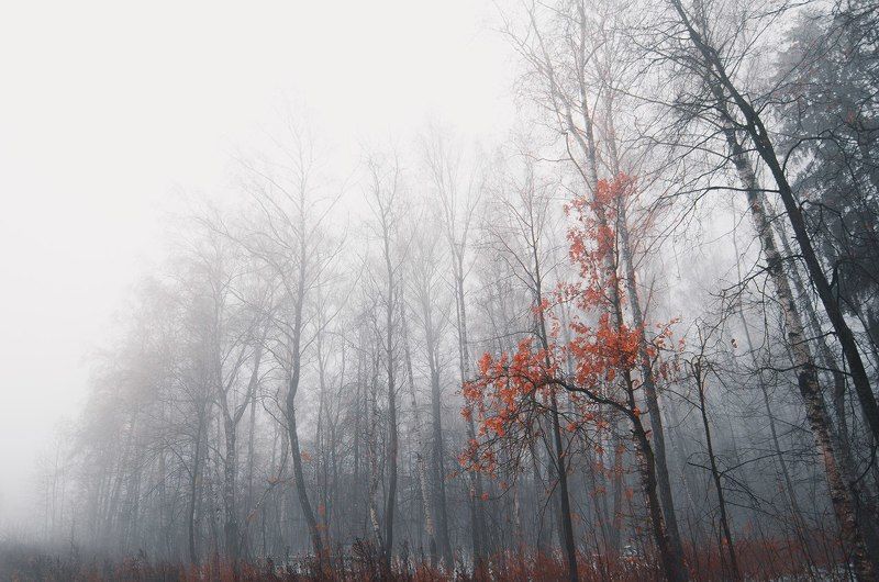 Краски увядшей осени фото превью