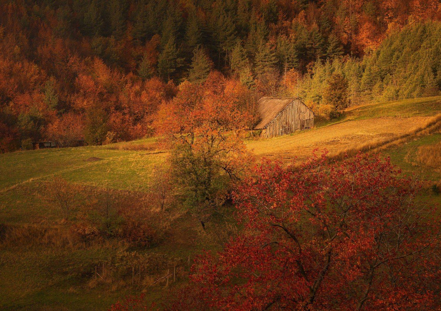 , Иван Димов