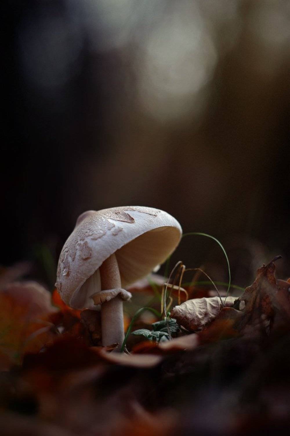 осень утро гриб зонтик, Петриченко Валерий