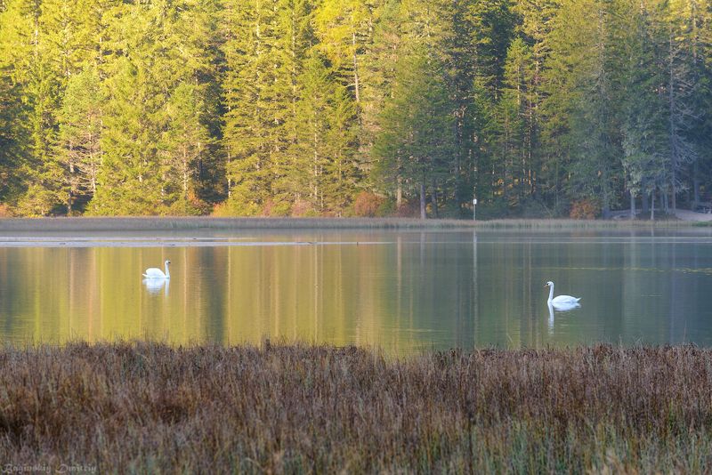Озеро Dobbiaco фото превью